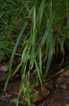 Northern long sedge